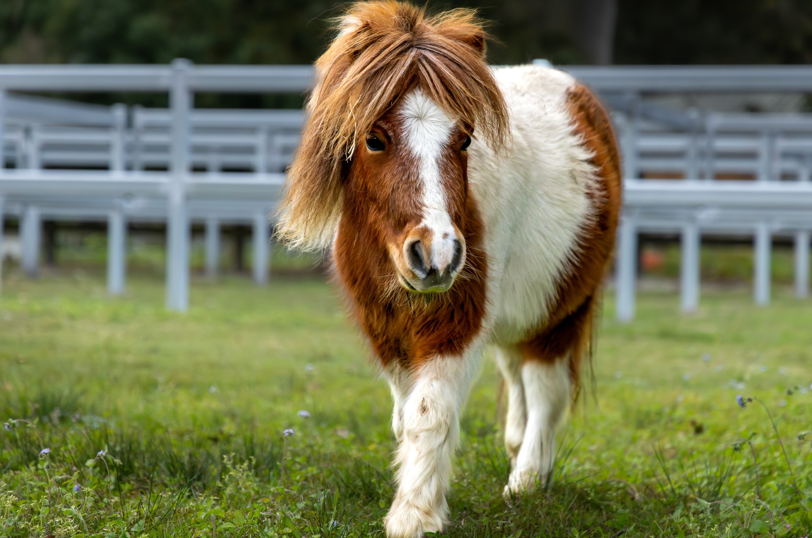 Barney, Star of the Show